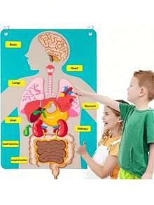 Set de aprendizaje interactivo de anatomía corporal: órganos de fieltro coloridos para niños - Multicolor - Ver 7