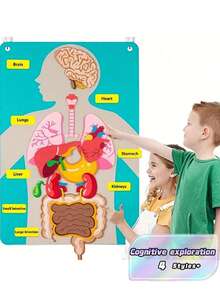 Set de aprendizaje interactivo de anatomía corporal: órganos de fieltro coloridos para niños - Multicolor - Ver 2
