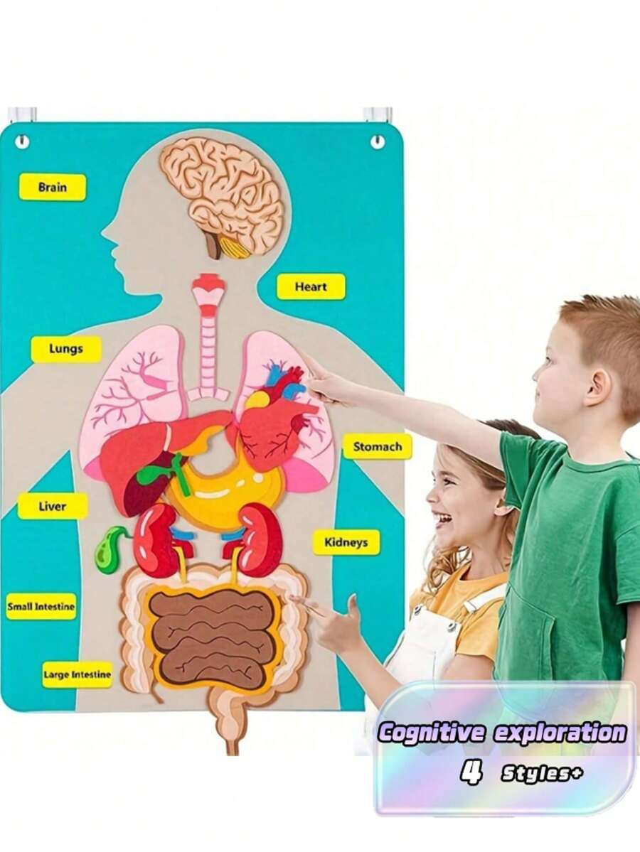 Set de aprendizaje interactivo de anatomía corporal: órganos de fieltro coloridos para niños