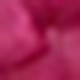 Rosa Fucsia