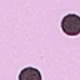Pink brown