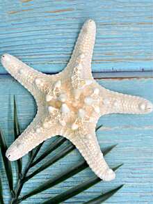 1 buah Bintang Laut 2,75 inci ~ 4,72 inci, Cocok untuk Hadiah Liburan - Bintang - View 7
