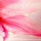 Rose pâle
