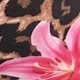 متعدد الألوان