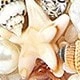 Beige - Turtle