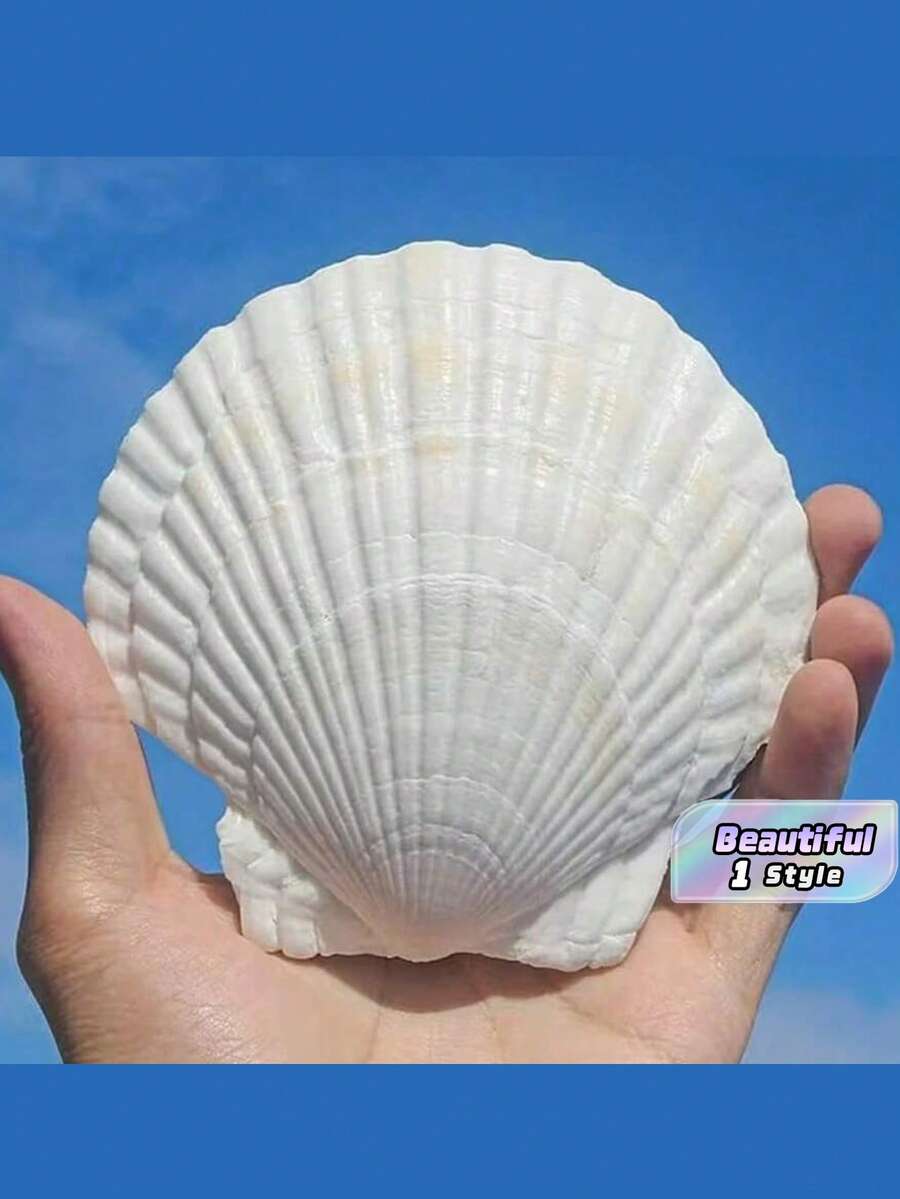 10PCS White Scallop Seashells, Size 4-5 Inches (10.16-12.7cm) - Natural Seashells, Suitable For DIY Crafts, Painting, Beach Wedding Decor And Home Decoration - Large Pack Of Smooth Shiny Seashells, Great For Handmade Crafts, Coastal Themed Decor And Shell Jewelry Making - White - View 1