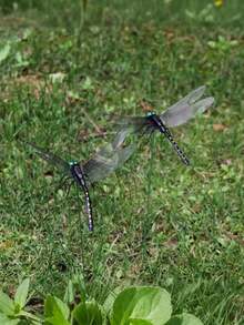 10pcs Realistic Dragonfly Decor, 3D Dragonfly Garden Stake, Dragonfly Garden Ornament, Yard Decoration, Movable Dragonfly Stake, Modern Dragonfly Design Garden Decor With Stem, Suitable For Garden/Shop/Home Wall Dec - multicolor - View 10