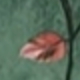 橄欖綠