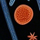 الأسود