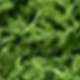 Verde claro