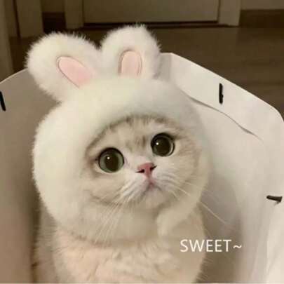 Plush Pet Headwear, Funny Cosplay Decor Hat For Small Dog Cat Bichon, Lovely Photo Shooting Costume Head Cover,Suitable For 2-7kg Pets, Christmas Pet Headwear White Rabbit Pet Headwear, Cute Pet Photo Props Headwear For Halloween