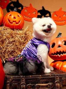 PETSIN 1pc Pet Halloween Purple Velvet Splice Metallic Mesh Spider Print Witch Costume Dress For Cats & Dogs - Multicolor - View 6