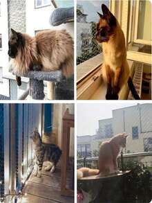 3M * 5m Balcony Transparent Net Cat Enclosure, Balcony Cat Protection Net With Fixed Plastic Buckles, Suitable For Windows, Terraces, Indoor And Outdoor Cat Protection Nets, As Well As Outdoor Fruit And Vegetable Protection Nets. - White - View 5