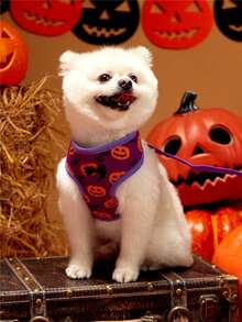 PETSIN Halloween lila husdjurshalsband och koppelset lämpligt för små hundar och katter - Blåröd - Visa 6
