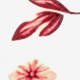 紅色