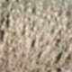 Golden burst pattern
