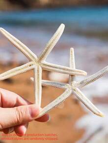 4/6/8/10pcs Natural Conch Shell Five Finger Tyrant Mantis Starfish Specimen Mediterranean Platform Decoration Ocean Decoration Wall Decoration Series Home Decoration - multicolor - View 2