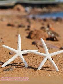 4/6/8/10pcs Natural Conch Shell Five Finger Tyrant Mantis Starfish Specimen Mediterranean Platform Decoration Ocean Decoration Wall Decoration Series Home Decoration - multicolor - View 4