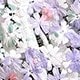 Mauve Purple