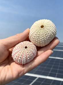 4/6/8/10件裝天然貝殼與海螺系列：海膽殼標本手工藝品，居家收藏裝飾，空氣植物植栽架 - 多色 - 查看 10