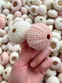 4/6/8/10件裝天然貝殼與海螺系列：海膽殼標本手工藝品，居家收藏裝飾，空氣植物植栽架 - 多色 - 查看 11