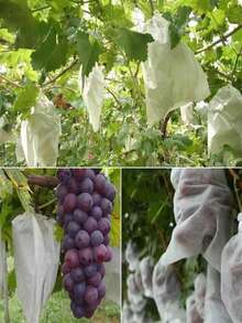 50Pcs 100Pcs Fruit Protection Bags Non Woven Mesh Drawstring Garden Plant Cover Net Bags For Outdoor Farming Orchard Crop Protection Supplies - multicolor - View 2