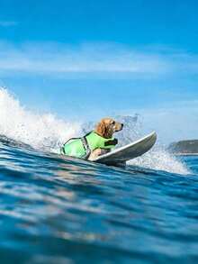 1pc Dog Life Jacket Reflective Adjustable Summer Large Dogs Swimwear Vest Surfing Sailboat Enhanced Buoyancy Pet Life Jacket Reflective Dog Life Jacket For Secure Water And Ocean Frolic - Multicolor - View 5
