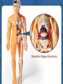 1 st anatomisk mänsklig skelettmodell, kroppsmodell med synliga ben och rörelse, Bruin-28cm - Multifärgad - Visa 5