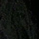 الأسود