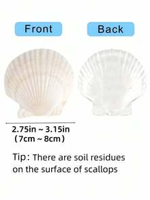 5/10/20 cái vỏ sò tự nhiên lớn 7-8cm dùng để vẽ DIY, làm trang sức, đạo cụ chụp ảnh tại nhà, trang trí đám cưới, đồ thủ công quà tặng - A - Xem 3
