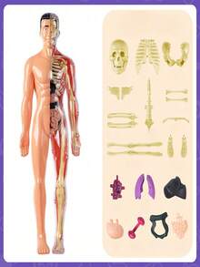1 st anatomisk mänsklig skelettmodell, kroppsmodell med synliga ben och rörelse, Bruin-28cm - Multifärgad - Visa 4