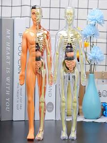 1 st anatomisk mänsklig skelettmodell, kroppsmodell med synliga ben och rörelse, Bruin-28cm - Multifärgad - Visa 9