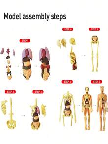 1 st anatomisk mänsklig skelettmodell, kroppsmodell med synliga ben och rörelse, Bruin-28cm - Multifärgad - Visa 3