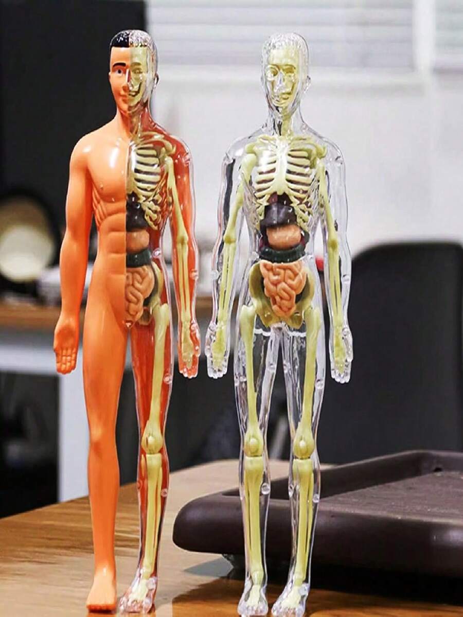 1 st anatomisk mänsklig skelettmodell, kroppsmodell med synliga ben och rörelse, Bruin-28cm - Multifärgad - Visa 1