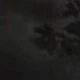 الأسود