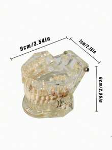 1pc Dental Implant Model, Pathological Tooth Model, Detachable Oral Model, Bridge Demonstration Model For Dental Care - 1PC - View 17