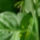 dill