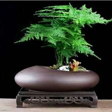 Dudukan Pohon Keramik Besar untuk Anggrek, Dudukan Bonsai Anggrek, Pot Bunga - MultiWarna - View 2