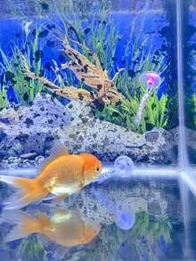 6/12 pièces Ornements de méduse en silicone de couleur aléatoire luminescents, décoration d'aquarium flottante, accessoires de réservoir de poissons artificiels lumineux - Multicolore - Voir 5