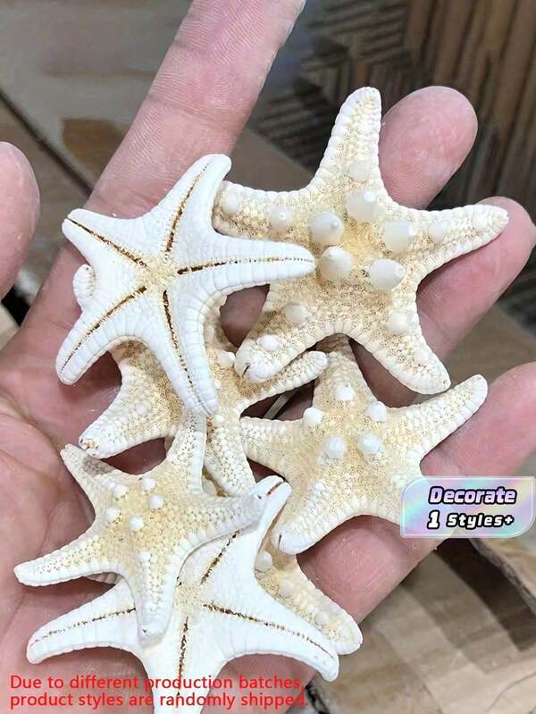6/8/10pcs Natural Conch Shell Five Finger Tyrant Mantis Starfish Specimen Mediterranean Platform Decoration Ocean Decoration Wall Decoration Series Home Decoration