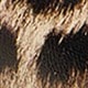 Brown leopard print