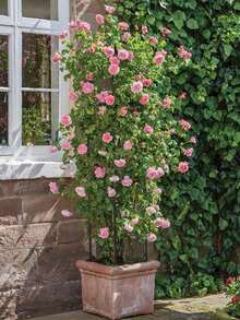 1pc 2-4layer Fashionable & Durable Plant Support Trellis With Elegant Bird Top Ornament, Guides Vines To Grow Upward, Rust-Proof Garden Lattice, Suitable For Vines, Roses, Clematis, Lotus Support, Summer Garden - A - View 2