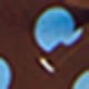 Cokelat biru