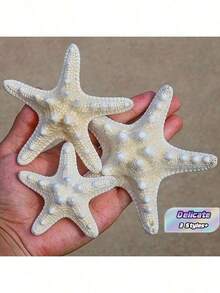 6 Buah Cangkang Kerang Alami, Udang Mantis, Spesimen Bintang Laut, Dekorasi Platform Gaya Mediterania, Dekorasi Dinding dan Rumah Bertema Laut - MultiWarna - View 1