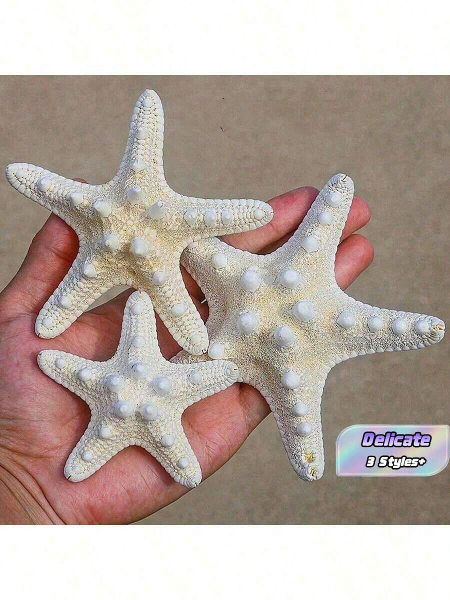 6 Buah Cangkang Kerang Alami, Udang Mantis, Spesimen Bintang Laut, Dekorasi Platform Gaya Mediterania, Dekorasi Dinding dan Rumah Bertema Laut - MultiWarna - View 1