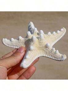 6 Buah Cangkang Kerang Alami, Udang Mantis, Spesimen Bintang Laut, Dekorasi Platform Gaya Mediterania, Dekorasi Dinding dan Rumah Bertema Laut - MultiWarna - View 9