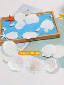 10 PCS Large Artificial Scallop Shells, 4''-5'' (10-12cm) & 2''-3'' (5-8cm) – Faux White Seashells For Crafts, DIY Painting, Baking Decor, Beach Wedding Decorations, Ocean Themed Parties, Home Decor, Beach Party, Birthday Gifts - 10Pcs - View 4
