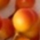 彩色