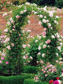 Metal Garden Plant Climbing Flower Arch Frame Decoration Pergola For Flower And Plant With Green Vine - Black - View 3