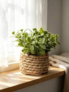 3pcs/Set Artificial Rattan Potted Plants, Seagrass Rope, 3 Identical Green Plants, Made Of PE And Polyester Fiber, Desktop Decor For School, Dorm, Office, Home, Back To School, Valentine's Day, Easter, Spring/Summer - Green - View 2